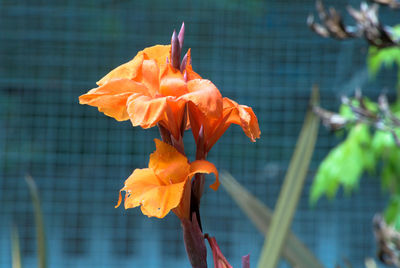 Close-up of orange rose flower