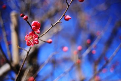 Close-up of blue flowers on branch