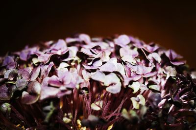 Close-up of purple flowering plant