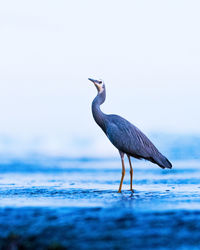 Side view of bird on water