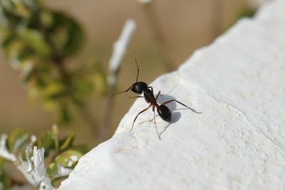 Close-up of insect
