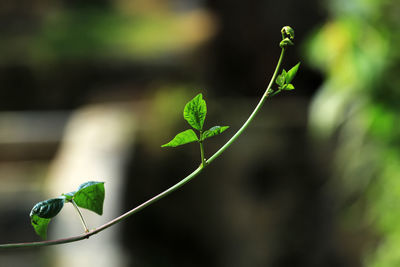 Close-up of green leaves on plant