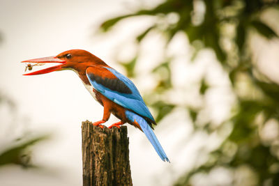 Close-up of bird perching on wooden post