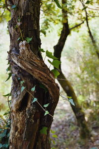 Close-up of lizard on tree trunk in forest