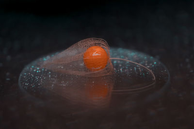 Close-up of fish swimming in sea