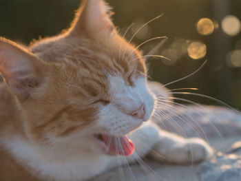 Close-up of cat with eyes closed