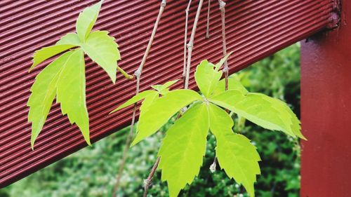Close-up of green leaves