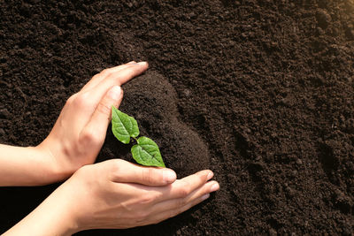 Close-up of hand holding plant