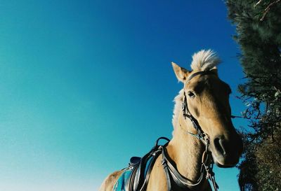 Low angle view of horses against clear blue sky