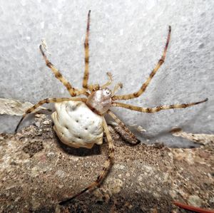 Close-up of spider on rock