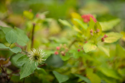 Close-up of flowering plant