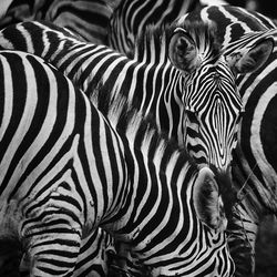 Close-up of zebras