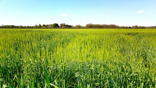 View of field against sky