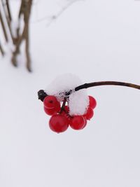 Close-up of red currants during winter