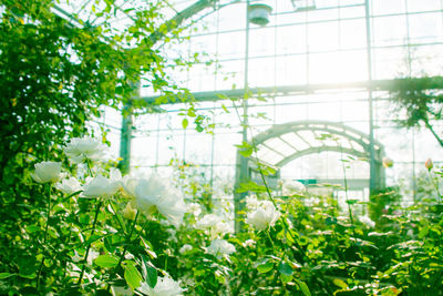 Close-up of plants in greenhouse