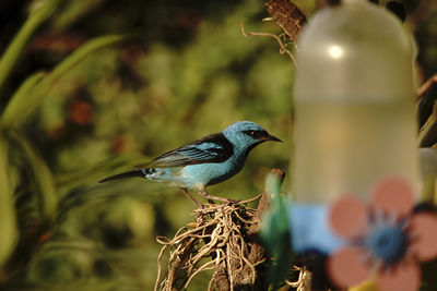 Close-up of birds perching on plant