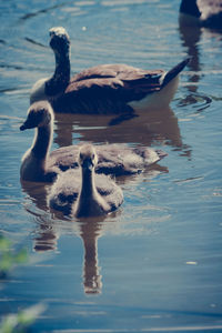 Bird in water