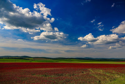 Scenic view of agricultural field against sky