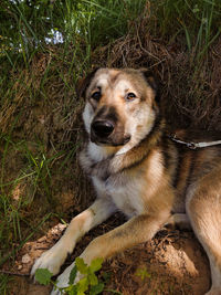 Dog on field