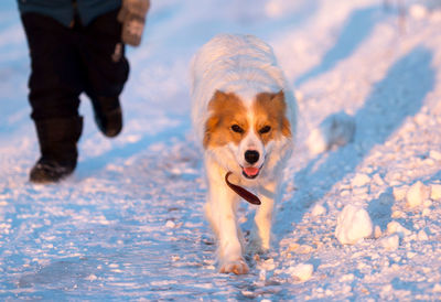 Dog walking on snow covered landscape during winter