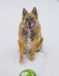 Portrait of dog on snow covered land