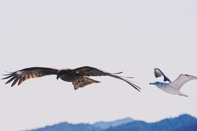 Low angle view of seagulls flying in sky