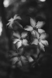 Close-up of flowers