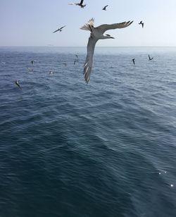 Seagulls flying over sea
