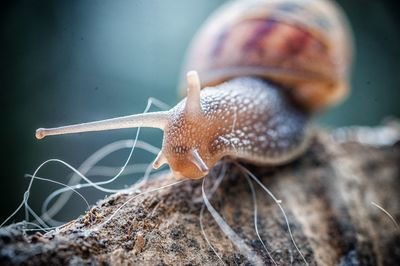 Close-up of snail