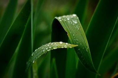 Close-up of leaves on grass