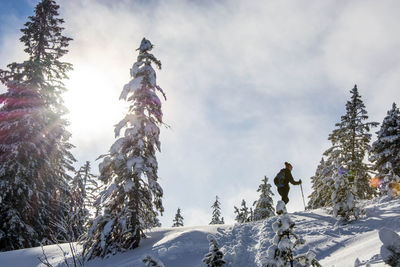 Pine trees on snow covered land against sky