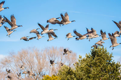 Low angle view of birds flying against blue sky