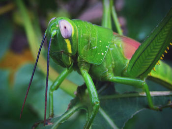 Close-up of bug on leaf