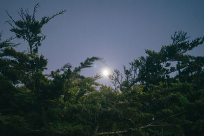 Low angle view of trees against sky