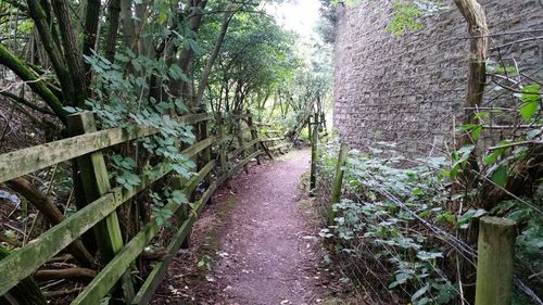 Narrow walkway along trees