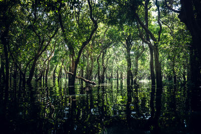 Scenic view of lake in forest