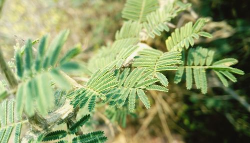 Close-up of green leaves on plant