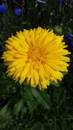 Close-up of yellow flower