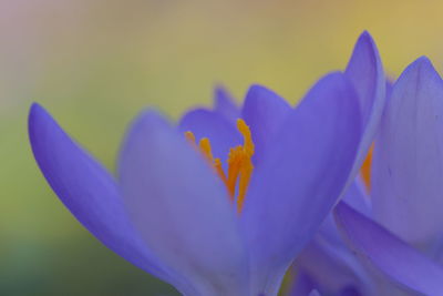 Close-up of purple crocus flower