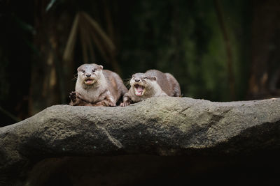 Monkeys on a rock