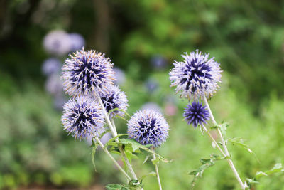 Close-up of purple flowering plant on field