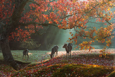 Goats on field during autumn