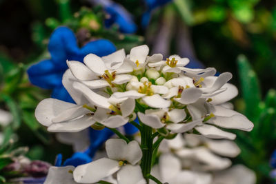Close-up of white flowering plant