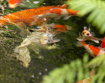 Close-up of fish swimming in sea