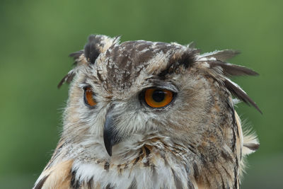 Head shot of a european eagle owl 