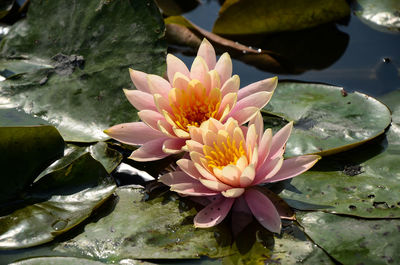 Close-up of lotus water lily
