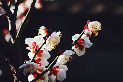 Close-up of white flowers on branch