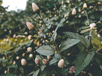 Close-up of flowering plants on field