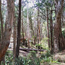 Trees in forest