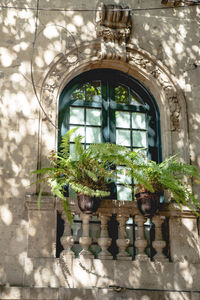 Ivy growing on window